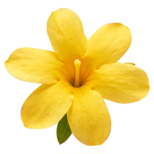 迎春花盆栽树苗老桩藤条盆景四季鲜花干花庭院花卉室内阳台连翘花