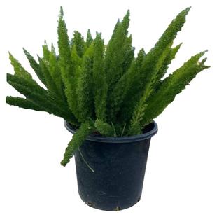 狐尾天门冬盆栽常青多年生好养易活绿植窗台阳台庭院耐热观叶植物