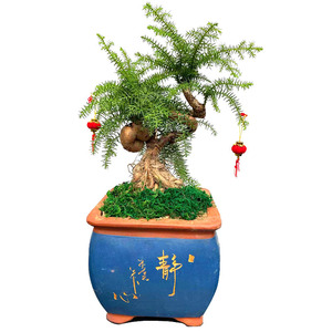 澳洲杉盆景盆栽带原土室内树桩