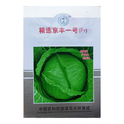 中甘十一包菜种子卷心甘蓝菜籽