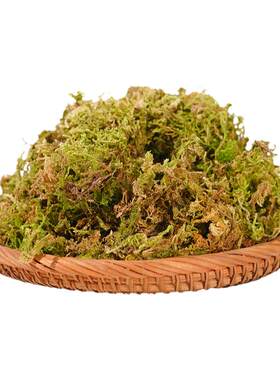 干苔藓石斛兰花蝴蝶兰专用水苔