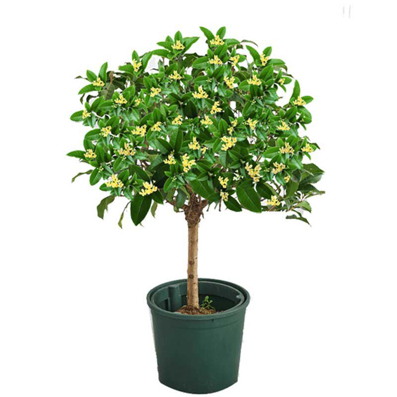 绿植桂花小盆栽四季矮化天香台阁