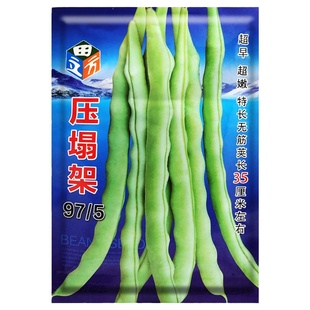 豆角种子四季无架豆角种孑白不老豇豆架豆芸豆摘不败豆角种油豆角