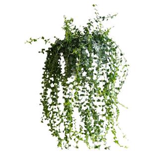 亲爱的绿植百万心吊兰盆栽藤蔓长藤垂吊植物净化空气办公室内绿植