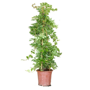 攀援植物爬山虎苗盆栽五叶地锦苗爬藤红叶爬墙虎花卉庭院耐寒树苗