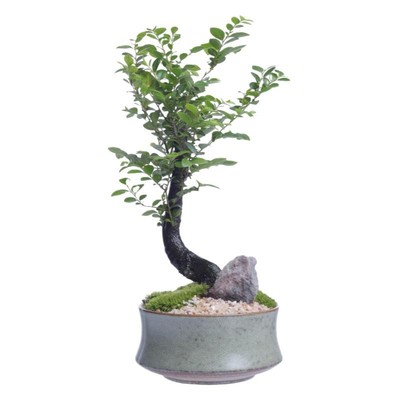 小叶紫檀黑骨茶黑骨茶室内盆景