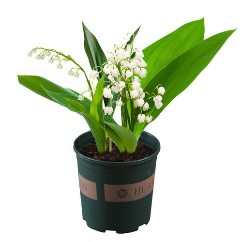 带芽铃兰花苗盆栽耐寒室内外阳台花卉植物好养活浓香铃兰花苗种球
