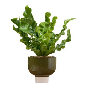 火焰鸟巢蕨盆栽室内客厅办公室桌面绿植花卉四季常青好养植物摆件