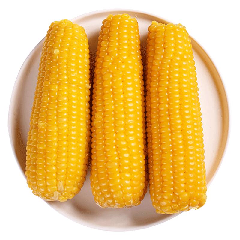 当季现张家口糯玉米穗康黄糯玉米