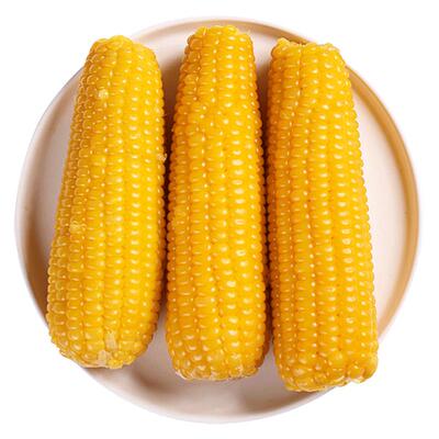 当季现张家口糯玉米穗康黄糯玉米