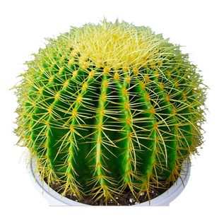 金虎仙人球仙人掌金琥办公室内盆栽盆栽超大号金冠植物大颗好养活