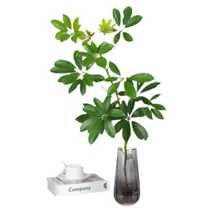 八方来财水培植物脚木鸭七叶莲盆栽室内发财树苔藓球绿植四季常青