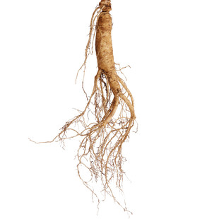 现挖带土吉林长白山脉鲜人参 整枝根新鲜人参煲汤泡酒 包邮