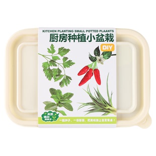 幼儿园儿童种植观察土培小盆栽香菜罗勒种子薄荷香料阳台菜盆礼物