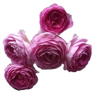 新品阳台盆栽玛姬婶婶月季花苗大苗浓香三季开花庭院地栽抗病耐寒