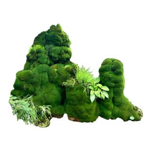 苔藓植物种子吸水石假山上水石盆景草四季鲜活青苔种籽苔藓孢子粉