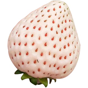 红颜天使白色大草莓春节过年节日送礼女朋友公司领导客户礼物礼品