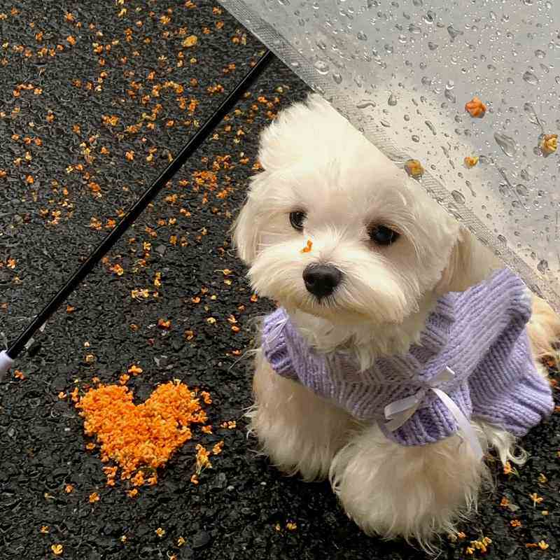 小狗衣服秋冬毛衣猫狗宠物衣服泰迪博美针织加厚保暖小型犬秋冬装