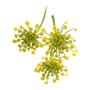 新鲜小莳萝花 小茴香花 香料西餐日料酒店冷菜摆盘装饰点缀鲜花草