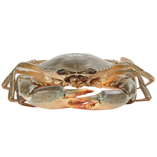 三门青蟹鲜活特大公蟹肉蟹鲜活大螃蟹海鲜水产超大1斤1只新鲜海蟹