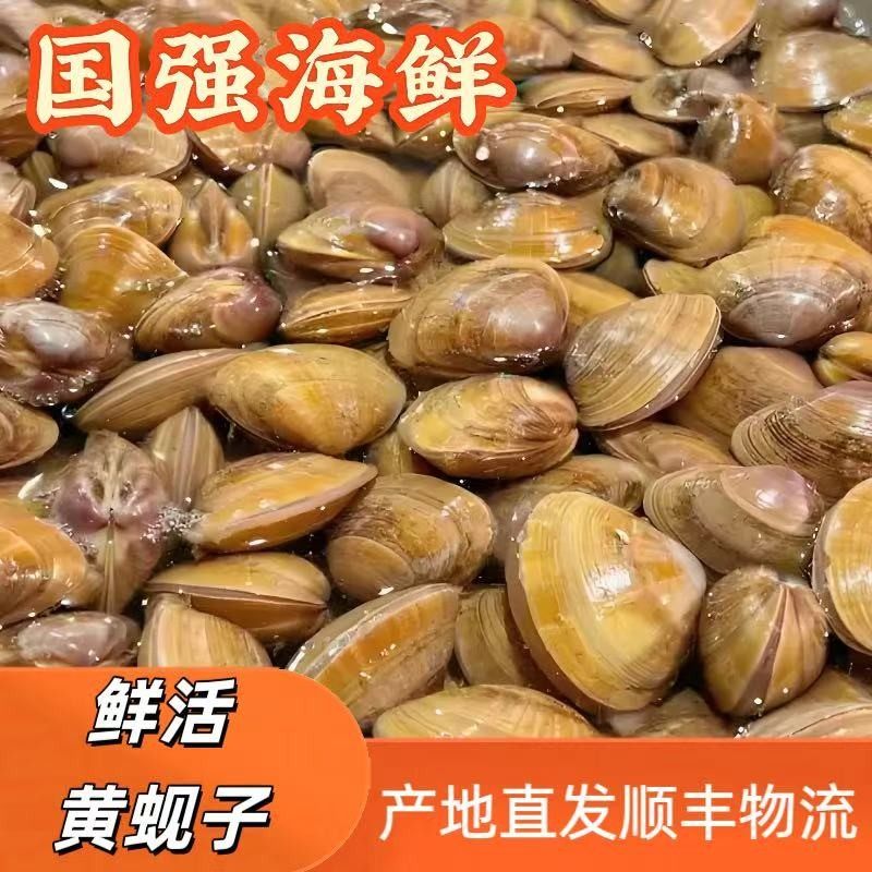 丹东东港本地大黄蚬子 几乎无沙 鲜活发货 到货保鲜保活 顺丰发货