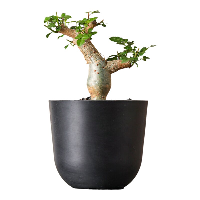 【朴原】沃德瑞橄榄Bursera odorata 珍奇芳香观叶盆景绿植盆栽