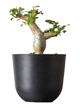 【朴原】沃德瑞橄榄Bursera odorata 珍奇芳香观叶盆景绿植盆栽