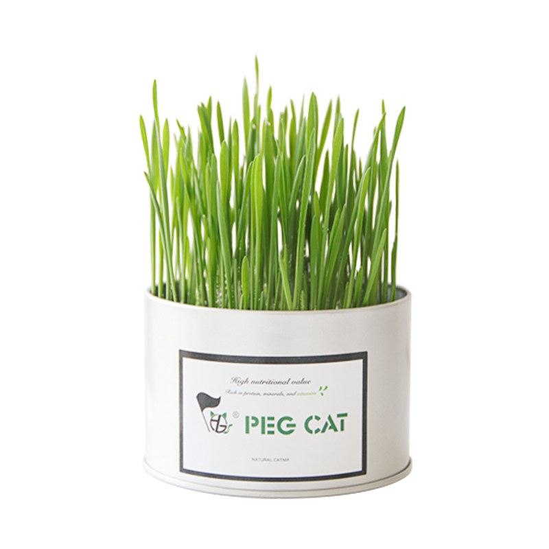 上宅▲佩格小猫铁憨憨猫草咪去吐化毛球天然种子自种植盆盒罐套装