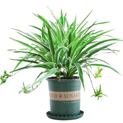 金边吊兰盆栽|超3000次加购