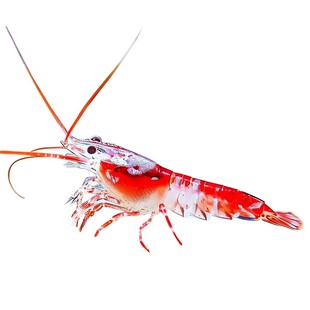 观赏活体水晶宠物樱花极火淡水大和黑壳草缸鲜活除藻工具米虾苗螺