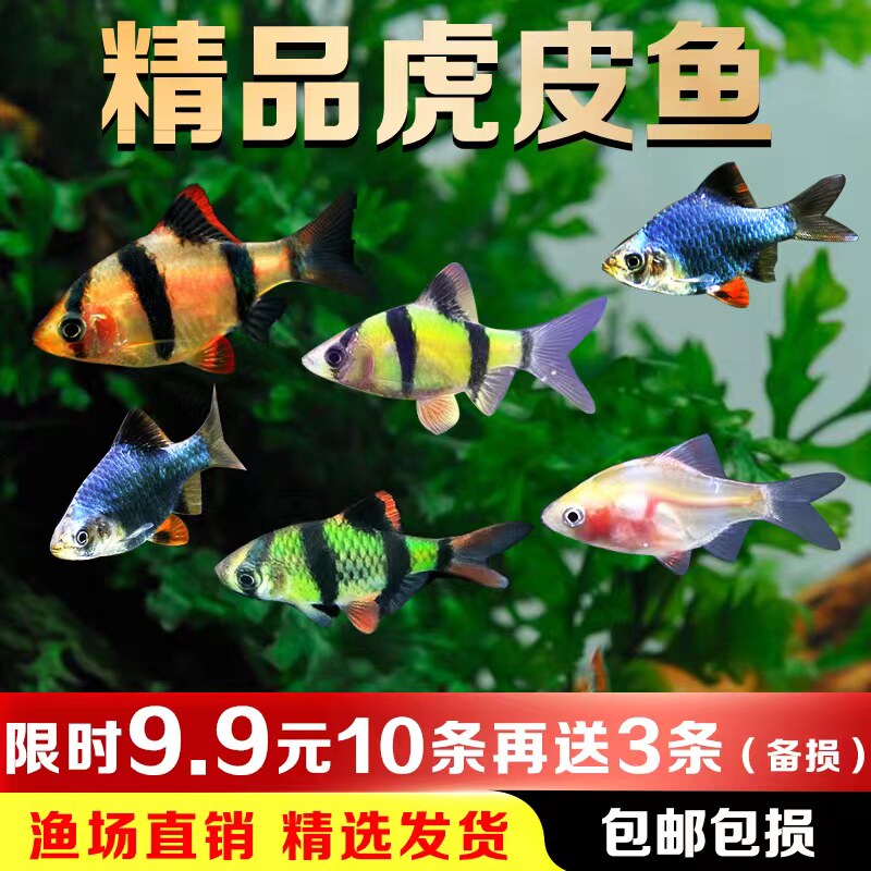 热带鱼观赏鱼活体鱼群游鱼虎皮鱼绿虎皮蓝虎皮金虎皮四间虎鱼易活