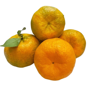 正宗四川椪柑芦柑橘子新鲜柑橘现摘发货整箱10斤当季孕妇水果包邮