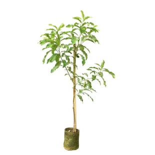 四季黄晶果树苗嫁接冬蜜黄宝石金大王6号黄金果大果品种 当年结果