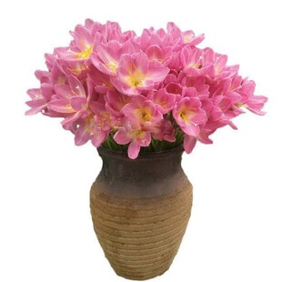 风雨兰多年生种球葱兰非常好养易活植物室内庭院阳台花卉耐寒耐热