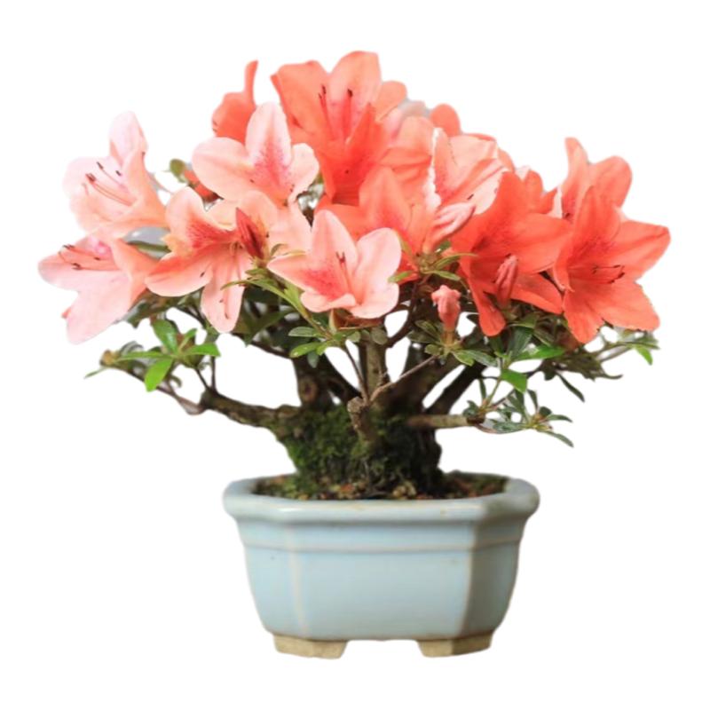 皋月杜鹃花精品茶台植物开花微型盆景小盆栽高端日本进口品种