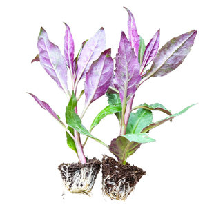 紫背菜苗紫背天葵苗秧补血菜苗观音菜秧苗血皮菜苗秋冬蔬菜苗盆栽