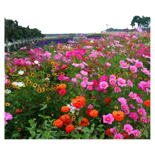 多年生四季野花组合种子开花播种草花花卉籽易活波斯菊百日草花海