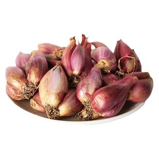 四季小香葱种头干葱籽火葱红头葱子苗阳台葱苗小葱干葱头炸油酥