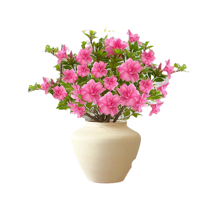 安酷杜鹃【带花盆栽】室内好养