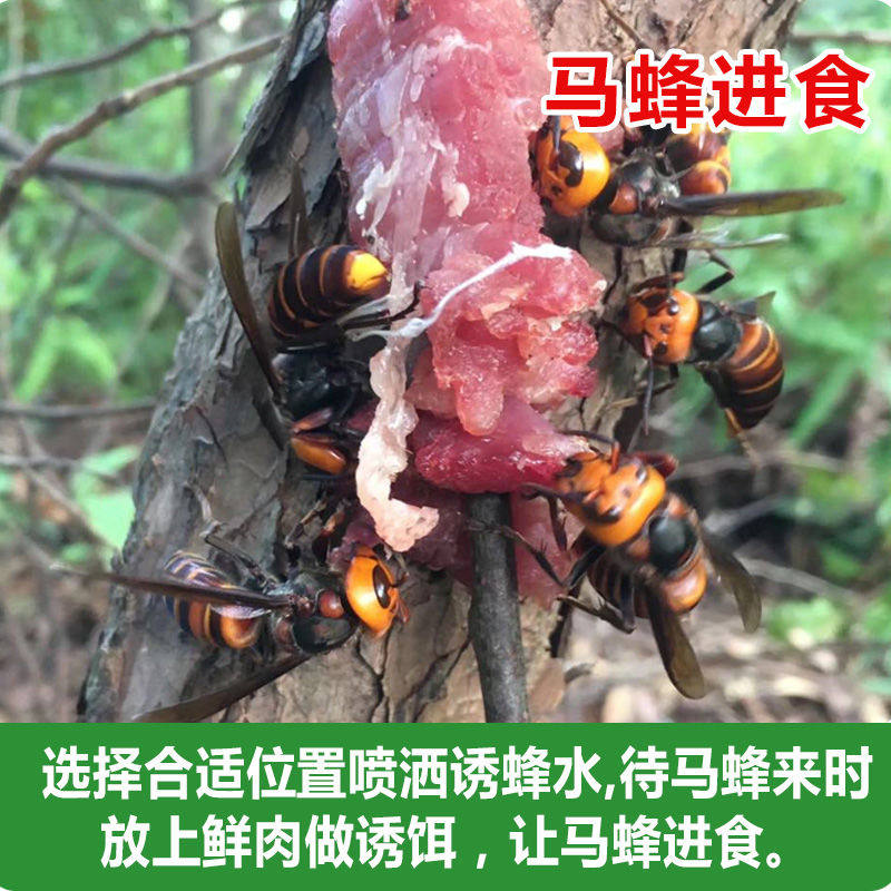 马蜂诱蜂水胡蜂招蜂寻蜂液野外捉抓马蜂窝金环大黑蜂红娘专用新型