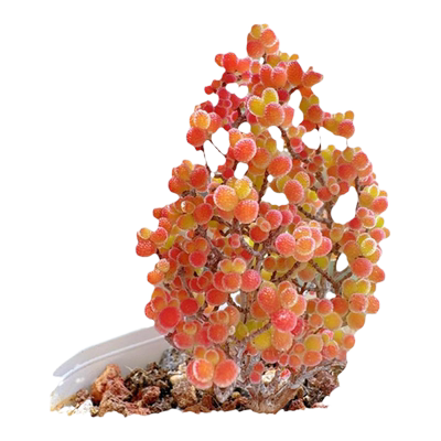 糖球枝干番杏多肉植物花卉高端小盆栽稀有品种名贵精品绿植好养活