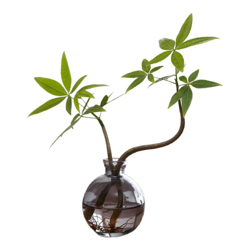水培造型发财树盆栽植物办公室内水培绿植