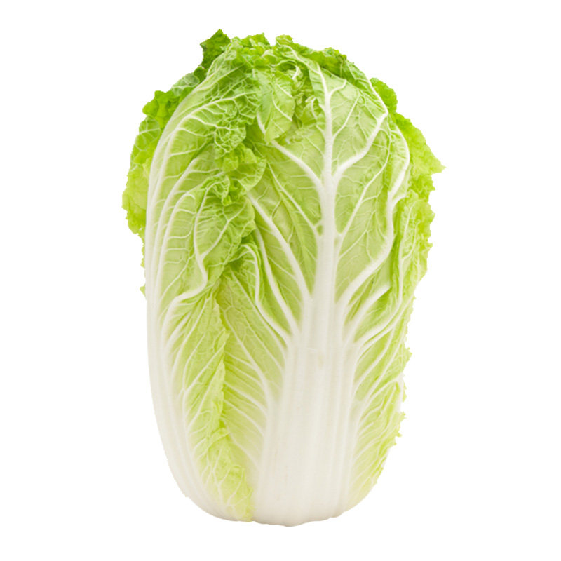 精科有机大白菜当季现摘现发新鲜叶菜类