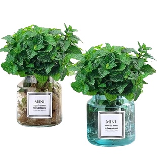 薄荷水培室内植物盆栽柠檬薄荷叶可食用迷迭香驱蚊草水生绿植好养