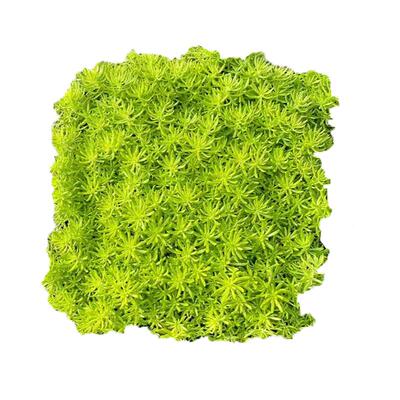佛甲草苗黄金金叶佛甲草草皮地被