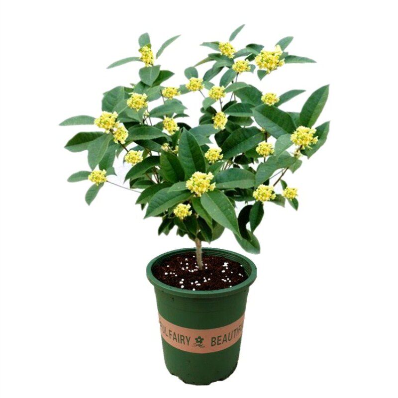 福建桂花树苗盆栽四季开花阳台庭院花卉好养耐寒浓香型绿植物包邮