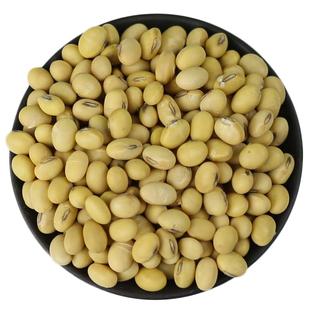 当季新粮本地土黄豆打豆浆专用土老品种农家自种非转基因椭圆形