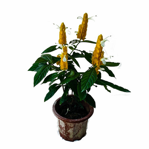 金苞花黄金宝塔花苗黄金塔苗盆栽当年开花卉绿植金包银观赏花带花