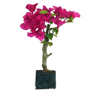 三角梅盆栽植物花卉苗新品种玫瑰阳台庭院净化空气好养活勤花盆景