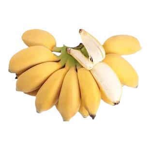 广东粉蕉高州小米蕉10斤新鲜自然熟粉香蕉苹果蕉正宗本地蕉香甜糯